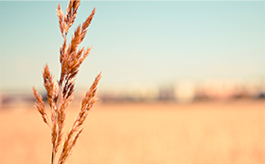 攻击网站服务器